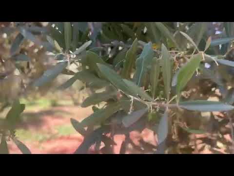 أسباب تساقط حبات الزيتون الصغيرة