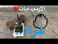 الارنب مات سويت عزا