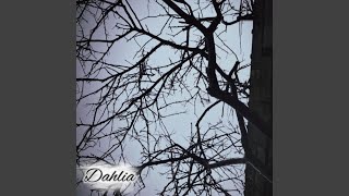 Dahlia