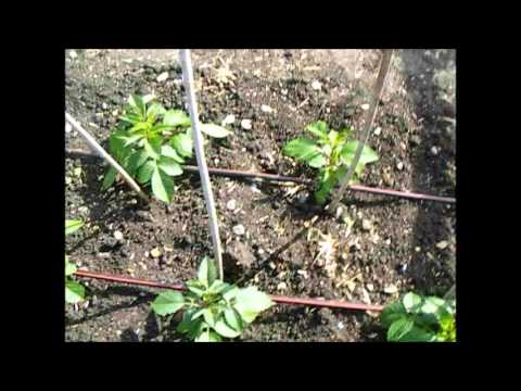 How To Grow Dahlias, Irrigation and Feeding-Spraying June 2012 - YouTube