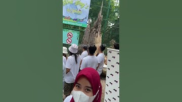 Peresmian Hari lahirnya deHakims Aviary #shorts #aviary