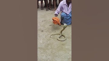 Nagin dance Cobra Snake video viral 🐍🐍#viralvideo #shorts #cobra snake