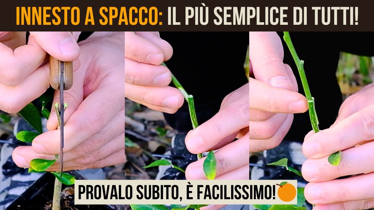 🔥Innesto a Spacco su Agrumi: Metodo Semplice e Super Efficace 🍊