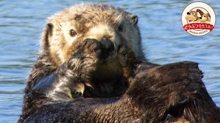 【Alaska’s glacier sea】 The Biggest Paradise for Sea OttersPart1