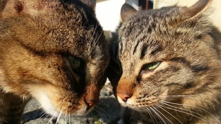 【猫島】青島(愛媛)の野良猫、目の前でケンカが始まった！ 【Cat island】