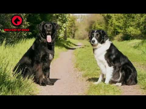Video: Köpek Adrenal Karsinomu