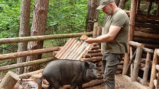 Лесная жизнь | ДЕНЬ РОЖДЕНИЯ дикого кабана Яши.