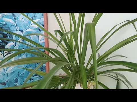Листья у хлорофитума стали бледными.Правильный уход. //The leaves of the chlorophytum turned pale.//