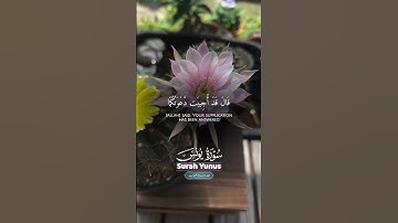 قال قد أجيبت دعوتكما 🍂 عبدالرحمن مسعد 🎧 سورة يونس #عبدالرحمن_مسعد #سورة_يونس #quran #taskinulquran