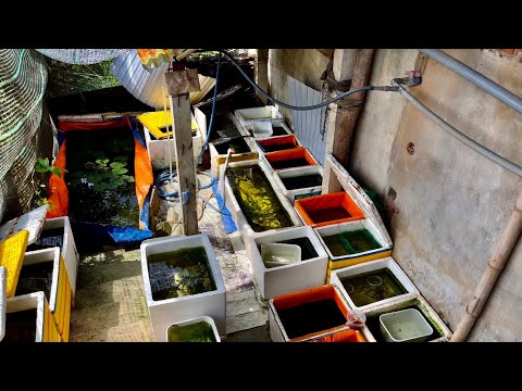 Video Bất Ngờ Khi Thăm Khu Nuôi Cá Bảy Màu Của Mẹ | Dat Guppy - youtube