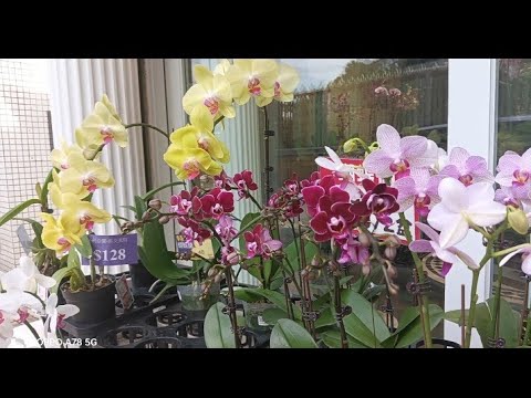 LETS EXPLORE AT FLOWERS SHOP MARKET 😍🥰 ANY KIND OF FLOWERS 🌺🌹AMAZING WATCH UNTIL THE END 🥰🤩