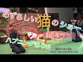 ネコのパフォーマンス！フル10分！ハプニングあり‼笑 / ザ・キャッツ　The Cats / 那須どうぶつ王国 / 猫のサーカス / 栃木県那須市 / japan cat / animal / zoo