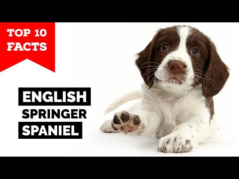 Wideo: Modny nowy rodzaj psa traktuje angielskie Springer Spaniele Go Nuts For