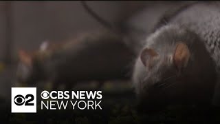 New York City concerned about illness and even death related to rat urine