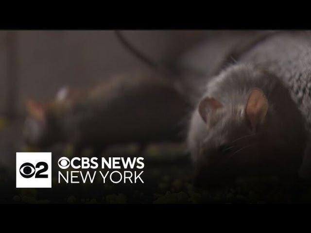 New York City Concerned About Illness And Even Death Related To Rat Urine