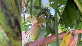 Yes bananas will grow in Austin Texas