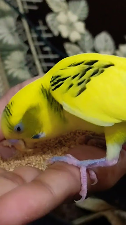 #handtame🐥🐦🐤 #parrotlover #tame #birds #tamed #parrort #parrottalking #parrot #pets #talkingparrot