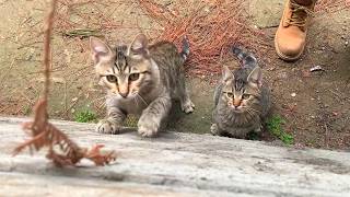 Energy Storm Kittens Are Jumping Around, The Play Never Stops