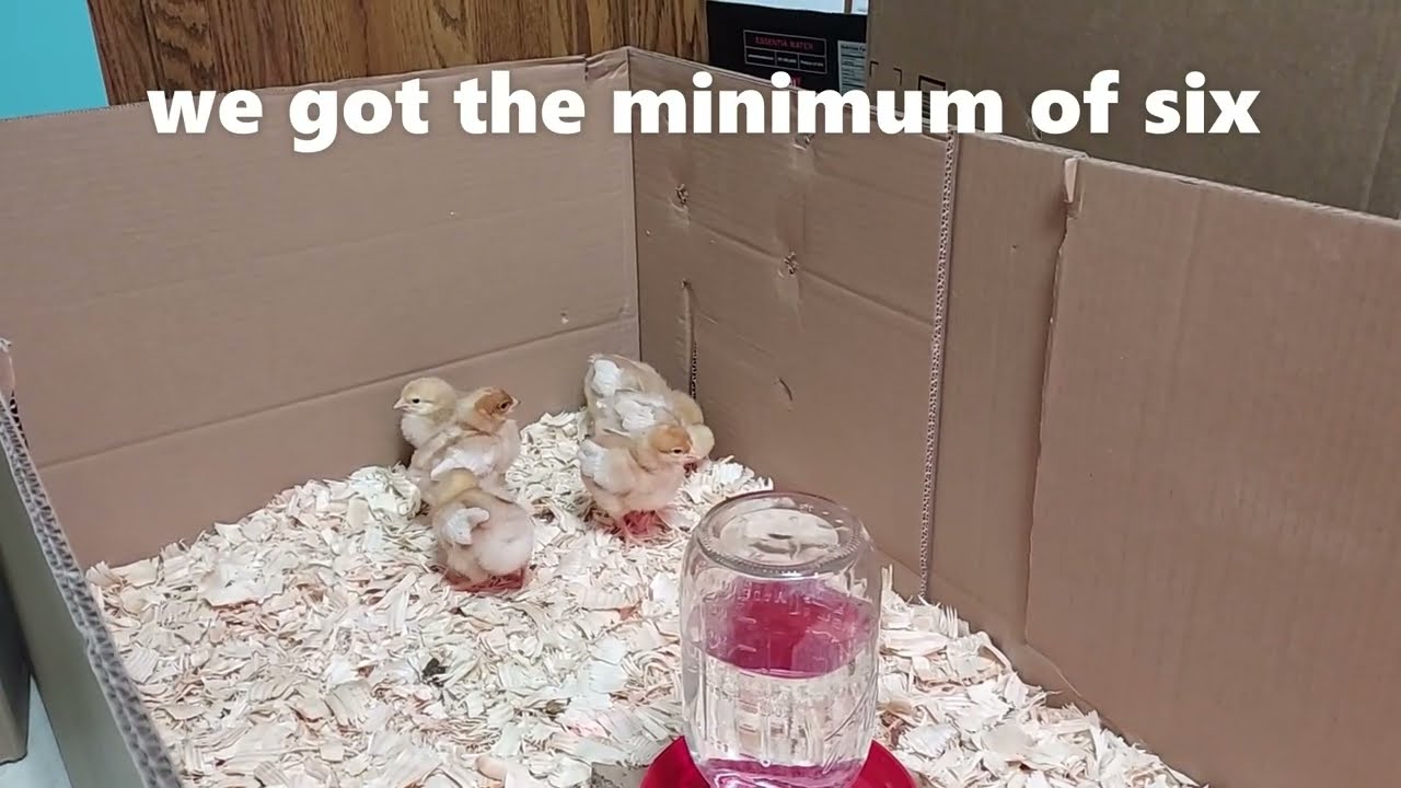 Chicken nuggets 🐥 Baby Chicks YouTube