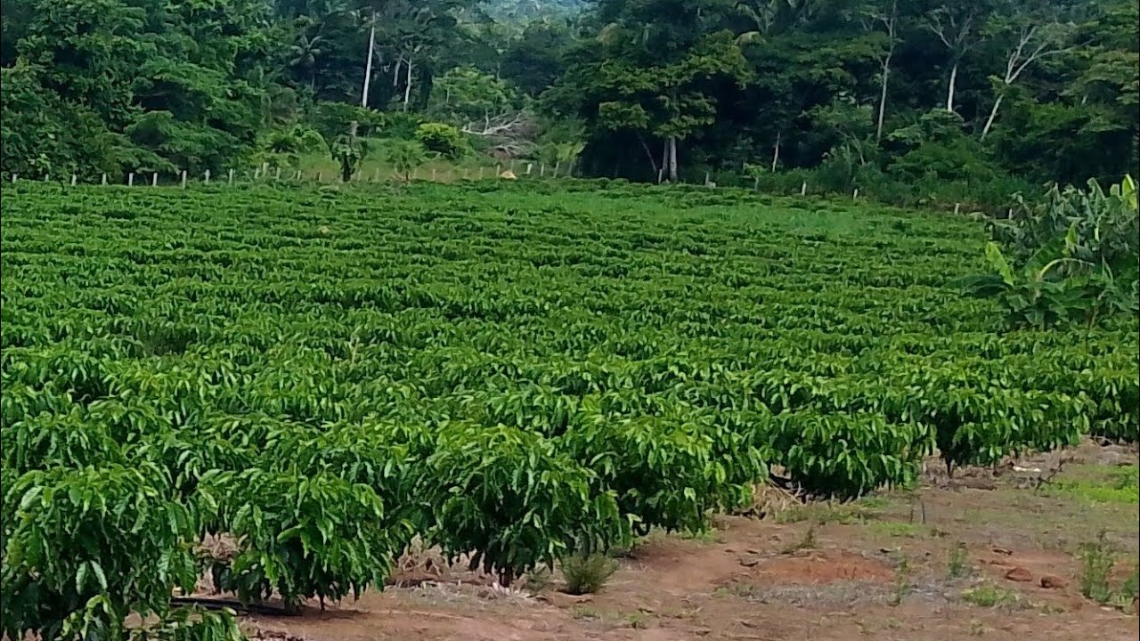 Ninguém Te Mostra Isso: Lavoura de Café com 1 Ano