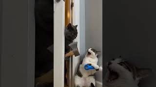 It's amazing to see a fight between a black cat and a white cat 🤔😂🤣😺🐈 #cat #comedy #humor #funny