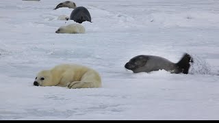 If a baby seal waits in front of the hole, the mother will come.