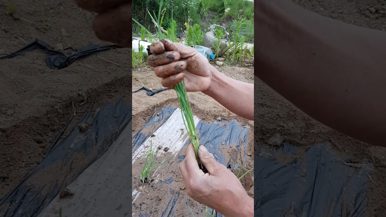 농사51년노하우 대파농사 심는방법3가지와 재배방법 및 병해충방제