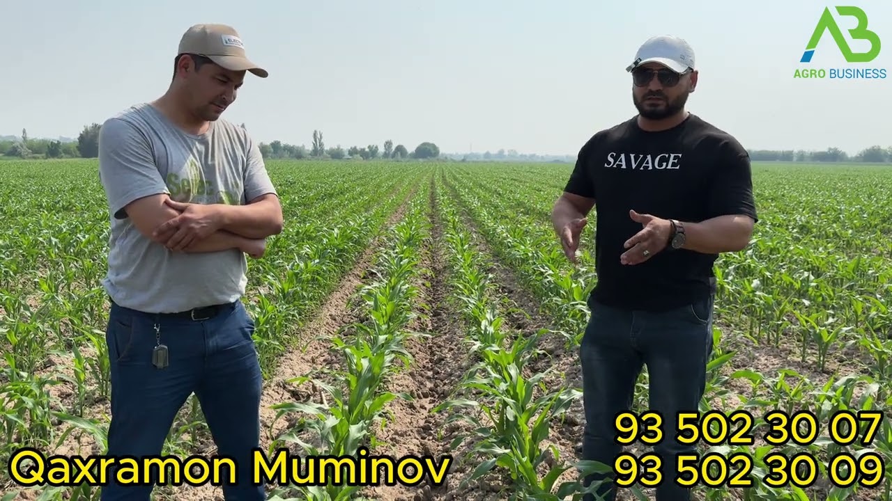 2024 Makkajox'ori yetishtirish (Seitec Genetics, Electus, Bravo)