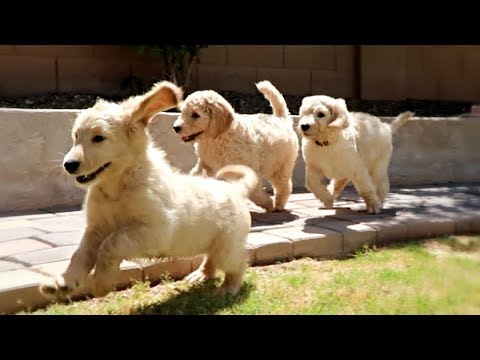 GOLDEN DOODLE PUPPIES!!