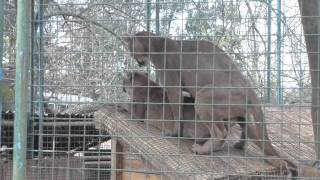 CRAZY Puma Threesome!