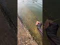 Cara pintar mancing udang 🦐 #teknik #fishing #shrimp #nelayan #laut #reelsviral #skill #trending