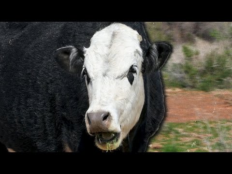 This Cow Started A War