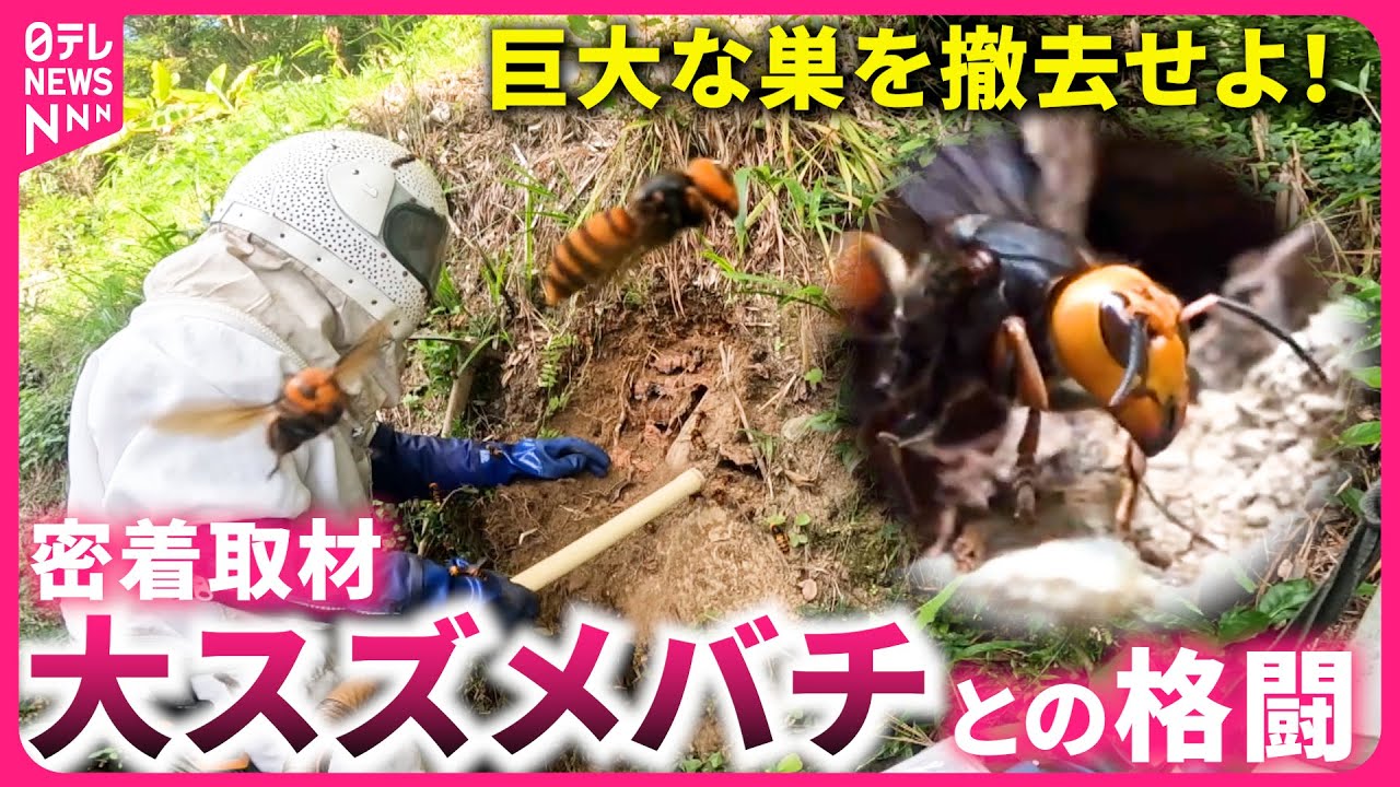 【密着】1000匹を捕獲 !? 巨大なスズメバチの巣を撤去  ベテランハンターの仕事　愛媛　NNNセレクション