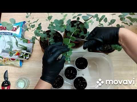 Видео: Размножение эвкалипта - Выращивание из семян и укоренение черенков эвкалипта