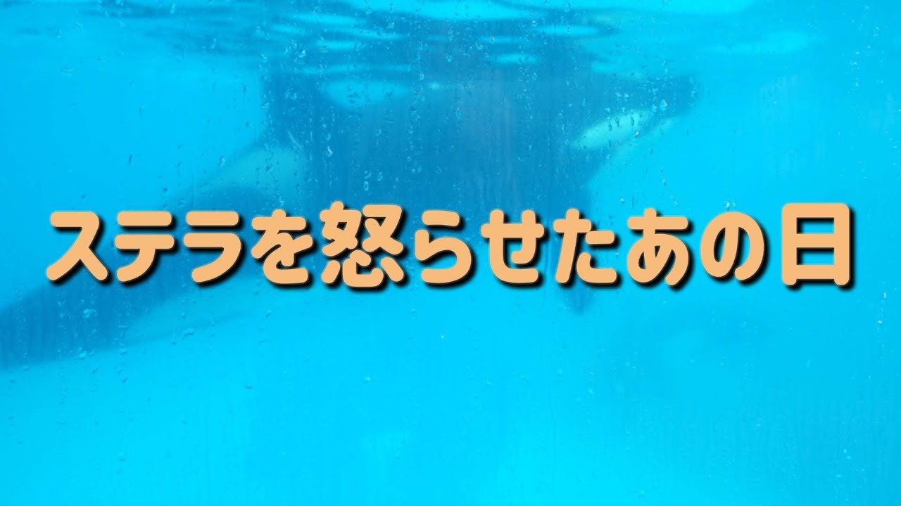 ステラが突進してきた！シャチの怖さ