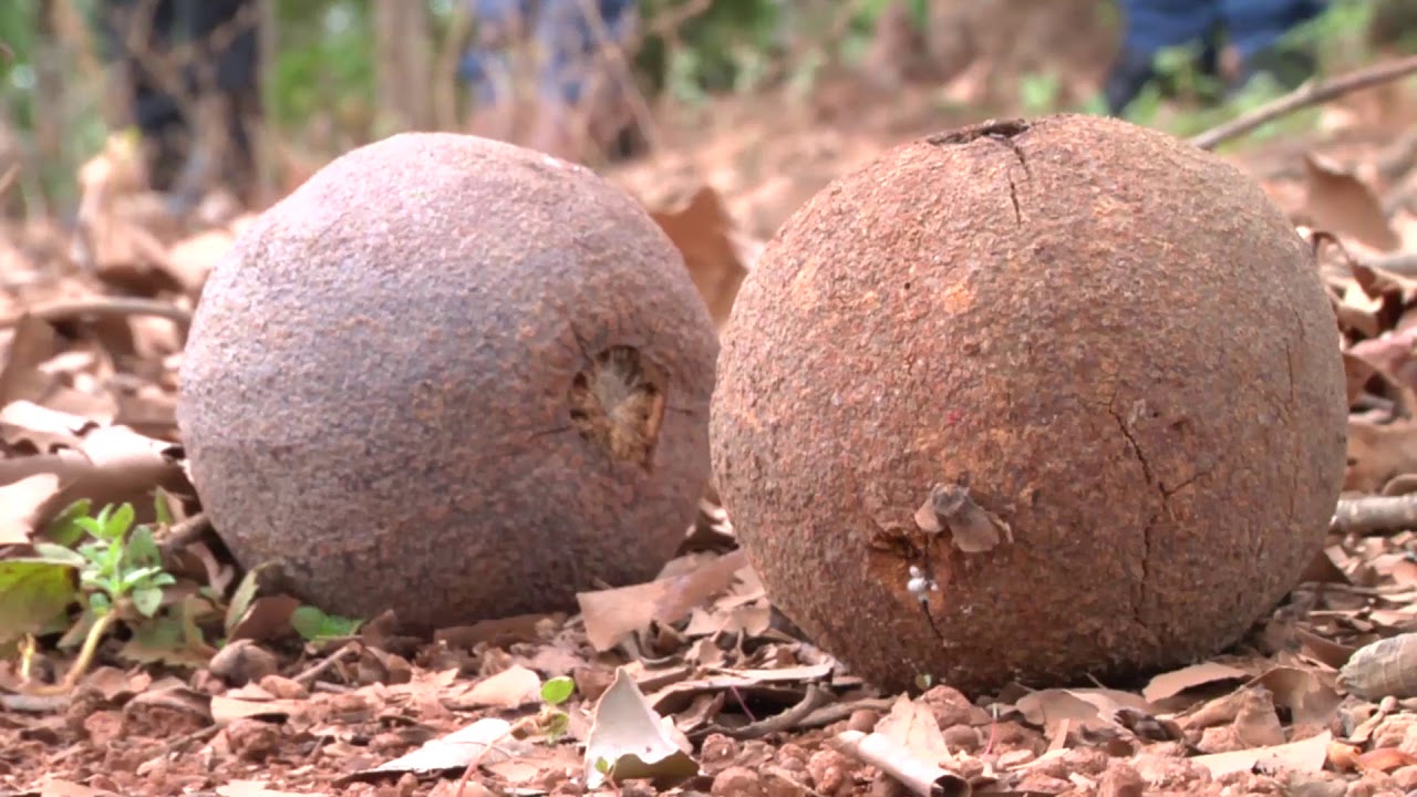 Castanheira pode ser enxertada e ajuda no reflorestamento