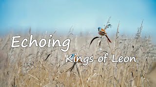 Kings of Leon – Echoing Lyrics