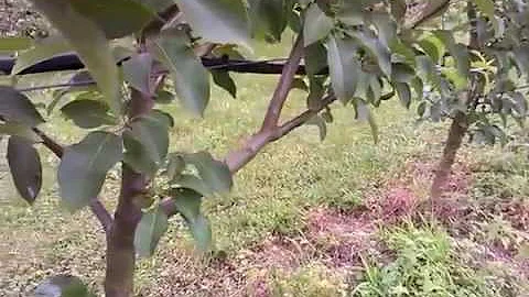 Proč se podzemní zavlažovací systém nepřekáží?