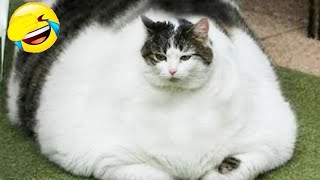 Epic Cat Fails Caught On Camera