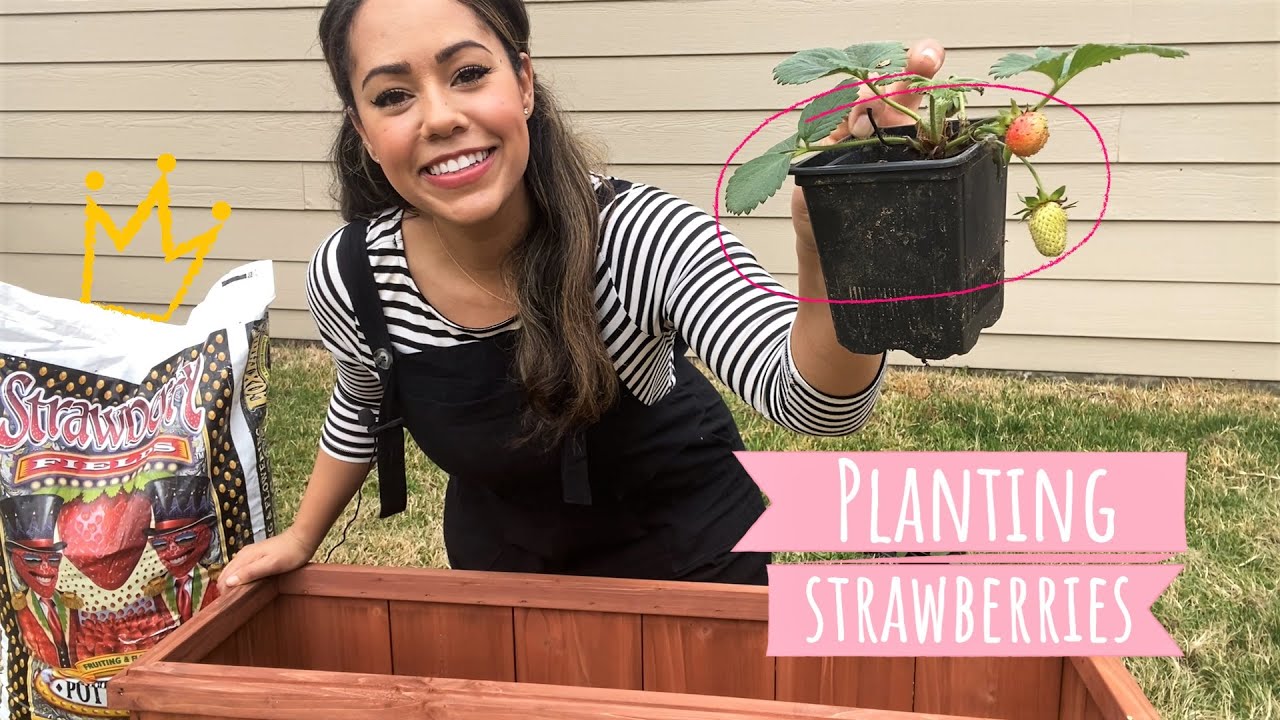 Planting Strawberries in Containers for Beginners YouTube
