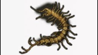 EASY Golden Centipede Monster Farm! Renewable Source! - Elden Ring