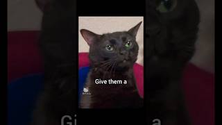 if someone hates you #cat #funny #foryou #memes #pets #funnycats #cute #hellokitty #trending