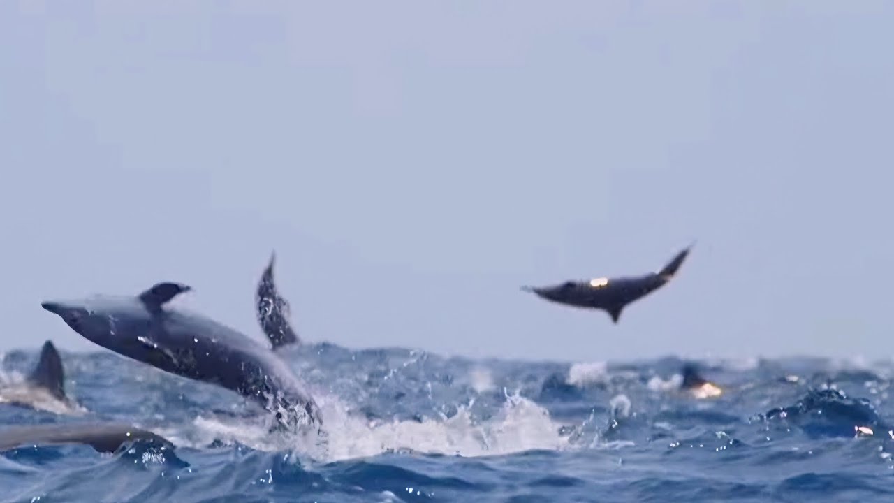 Dolphin The Pacific white-sided dolphin, 