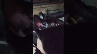 Very Lovey Catted being very Sniffy #sniff #wiff #cats #bandimal #dandimal #cute #waggingtails