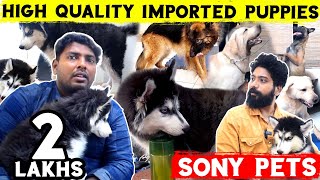 Best Imported Dog puppies are available for Sale in Chennai | Sony Pets | All Breeds puppy for Sale