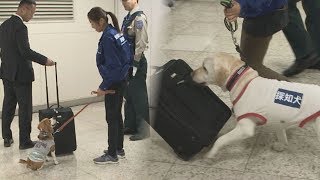 新幹線東京駅に探知犬配備 五輪へテロ対応実証実験