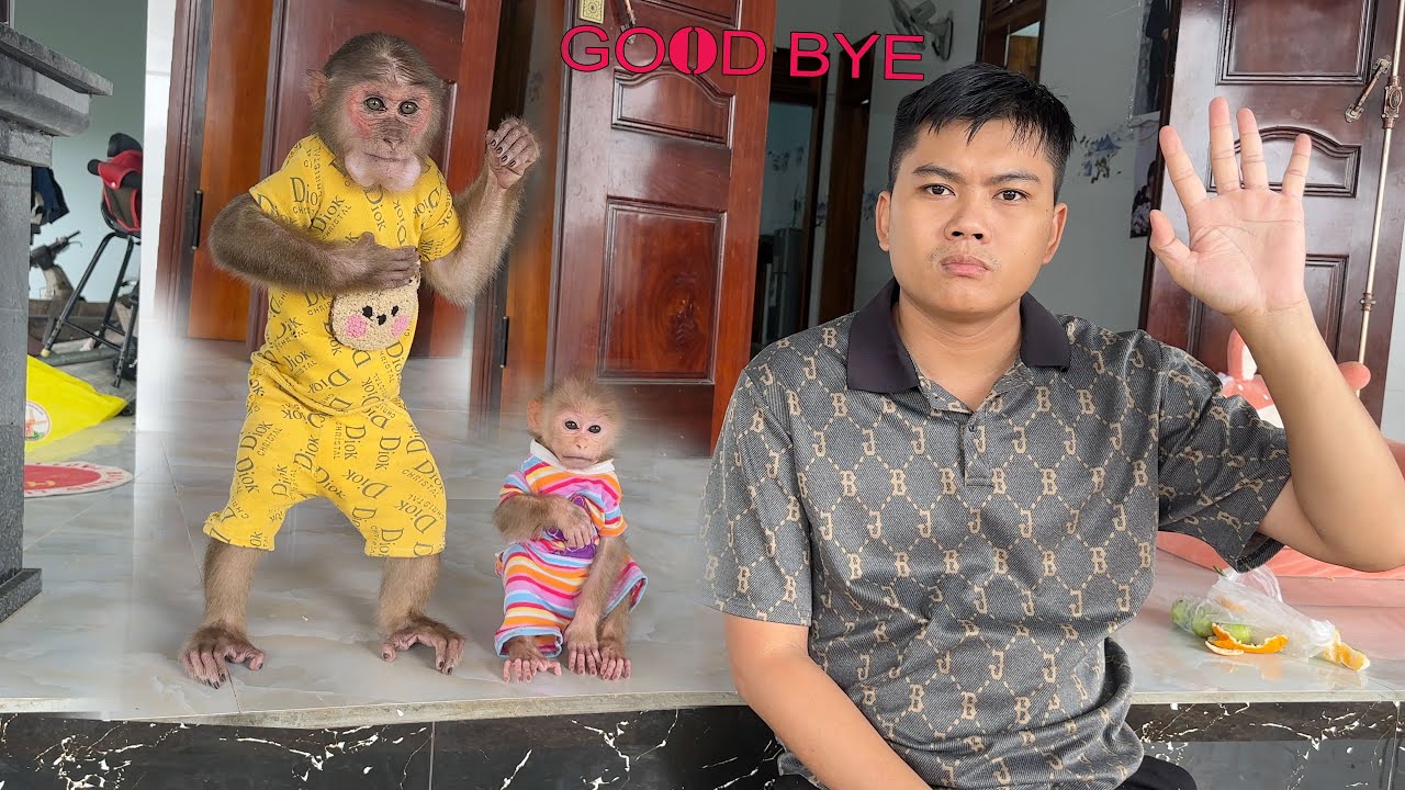 Обезьянка СинСин, детеныш обезьянки СуБи и их папа — неужели им придется попрощаться со всеми?