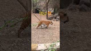 Royal Bengal Tiger 🐯 #editlyrics #songlyrics