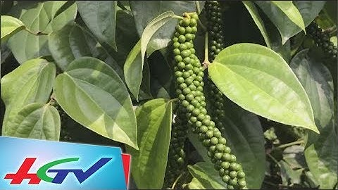 Phá tiêu quen để trồng tiêu lạ | BẢN TIN KINH TẾ NÔNG NGHIỆP - 18/12/2017