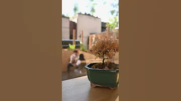 Get New York´s Best One Of A Kind Bonsai Trees | Financial-Shop.com